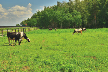 Коровы на пастбище