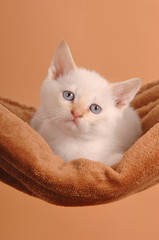 German Rex Mix Kätzchen Kitten weiß