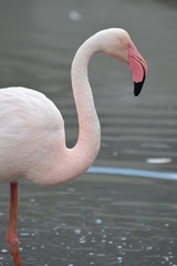 flamant rose