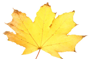 yellow maple leaf