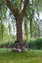 Fototapeta premium Bicycle under a tree in an italian garden