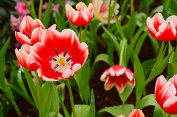 Fototapeta premium Colorful Tulips