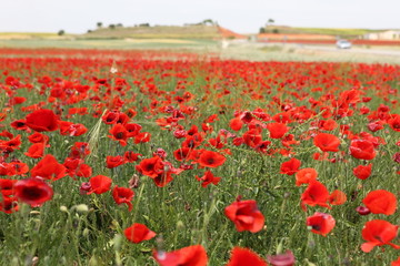 Obraz premium red poppy field