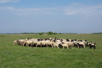 Fototapeta premium sheep on the grass