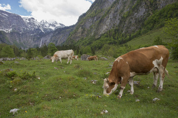 Fototapeta na wymiar Cows near Koenigsee