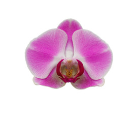 Fototapeta na wymiar Phalaenopsis flower (orchid)