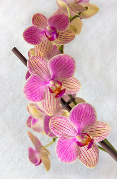 Phalaenopsis flowers (orchid)