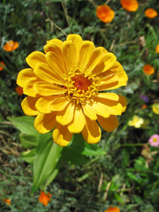 Yellow zinnia against green background