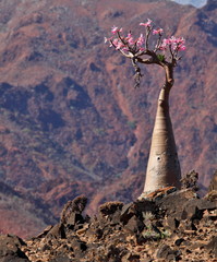 Obraz premium Bottle tree in bloom - adenium obesum