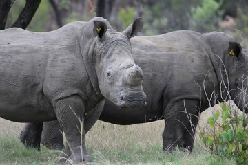 Fototapeta premium Nashörner, Portrait