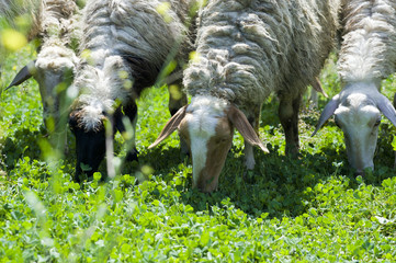 sheep in the pasture