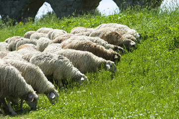 sheep in the pasture