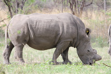 Obraz premium Nashorn