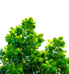 Isolate leaf on tree on white background