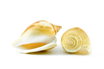Shell isolated