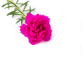 pink flowers on the white background.