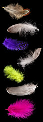 Collage of colorful feathers on black background