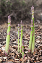 Shoots of asparagus.