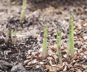 Shoots of asparagus.