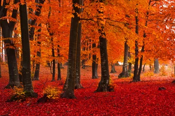 Poster Mistig mystiek bos tijdens de herfst © bonciutoma