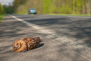 toter Waldkauz