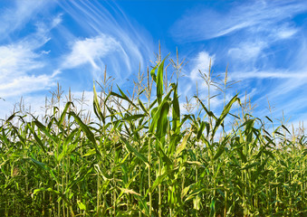 Corn plantation