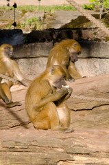 Zoo_Affe_Baum_5