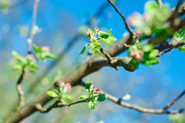 buds on the tree