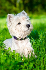 west highland terrier