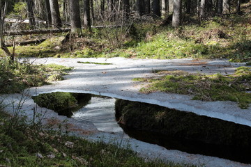 Spring in Karelia. Thawed patches.
