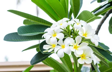 Crédence de cuisine en verre imprimé Frangipanier fleurs de plumeria blanches