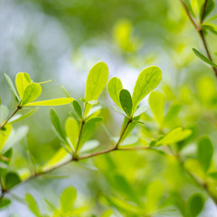 Green leaves background