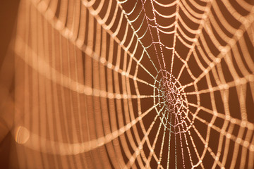 Spinnennetz © Alexander Erdbeer