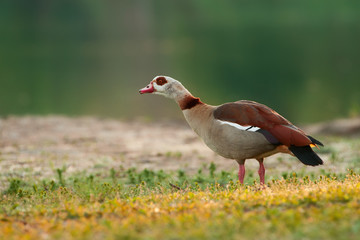 Nilgans