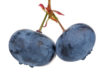 Fresh blueberries