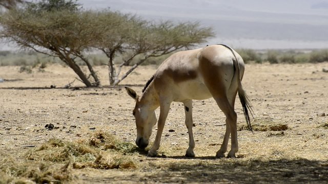 Onager (Equus hemionus) is a brown Asian wild ass