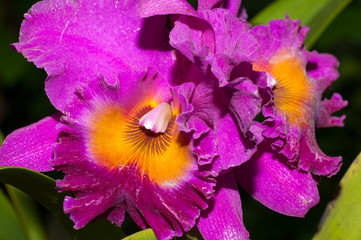 Purple, orange orchid