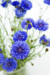 Kornblumen