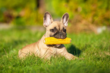 French bulldog puppy playing with a corn cob © Rita Kochmarjova