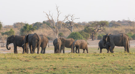 Group of Elephants