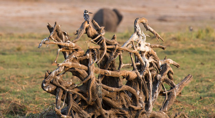 kingfisher Over Branches