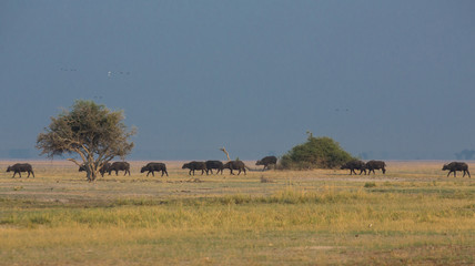 Fototapeta na wymiar African buffalos cattle side view