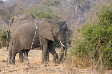 Fototapeta premium elephant in alert