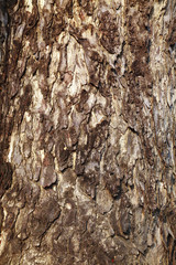 close up surface from big tree in sun light