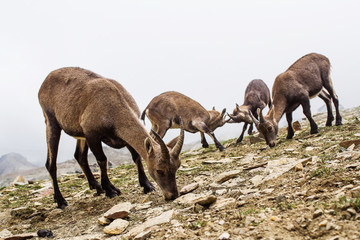 Camoscio in alta Valsesia, Piemonte, italia