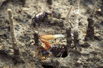 Fiddler crab, Ghost crab