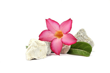 stones and pink flower on the white background
