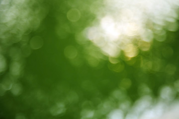 Obraz premium light green background from tree
