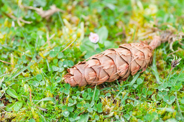 Pinecone in the grownd, in green grass