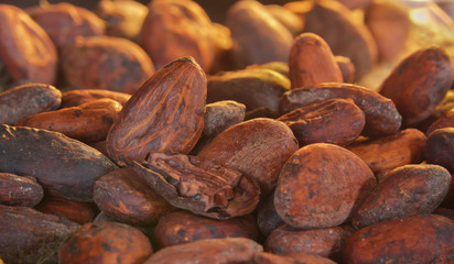 Kakao ziarno